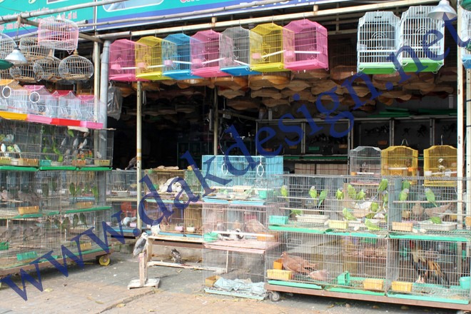 Top cửa hàng chim cảnh tại Buôn Ma Thuột